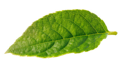 Obraz premium Isolated vibrant green leaf close-up shot showcasing natural texture and intricate veining details