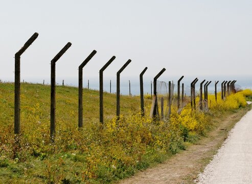 Raps oder Senfpflanzen in Portland, Dorset