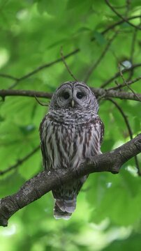 A barred owl vocalizes to her mate as a crow makes it clear she is too close