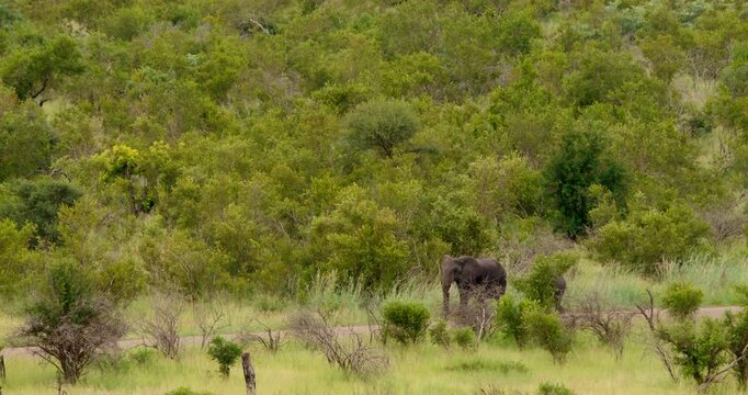 Realtime wide shot of two wild african elephants, a mother and her young calf, walking along an asphalt road in the middle of the savanna bushveld at Kruger National Park, South Africa.