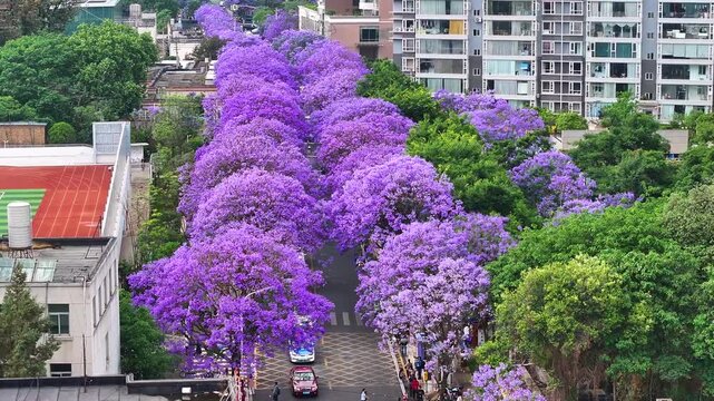 Blooming Jacaranda Trees on Jiaochang Middle Road in Kunming in Jiaochang Middle Road, Kunming, China