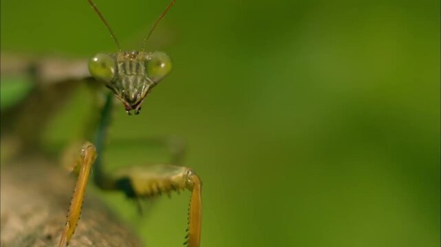 Macro Shot of Praying Mantis Face, Compound Eyes and Raptor Front Legs, Slow Motion