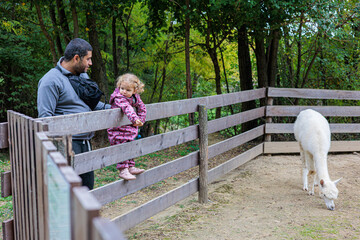 Fototapeta premium Father and Little Daughter Watching a Friendly White Alpaca at a Farm Petting Zoo Fence