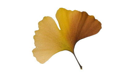Naklejka premium Isolated ginkgo leaf displaying vibrant golden autumn colors and intricate venation detail