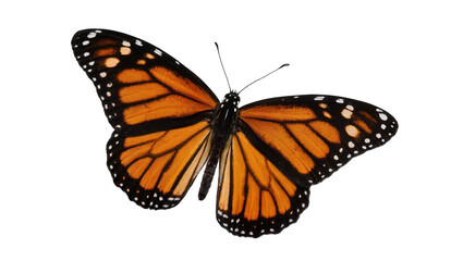 Isolated Monarch butterfly with open wings showing vibrant orange and black patterns © Saoirse