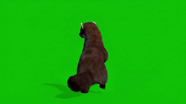 Malayan weasel performs a dance with CG fur rendering at virtual studio