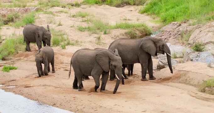Wide shot of a breeding herd of wild African elephants digging holes in the sandy riverbank to filter and drink clean water. Unique wildlife behavior captured in Kruger National Park, South Africa