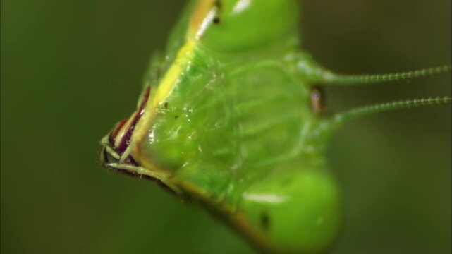Extreme Close Up Portrait of Praying Mantis Turning Head and Staring into Camera