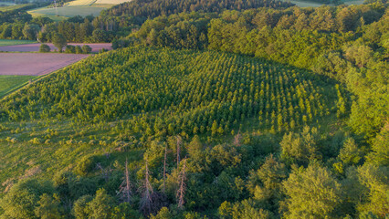 Aerial view of young forest plantation and rural farmland in Germany at sunset