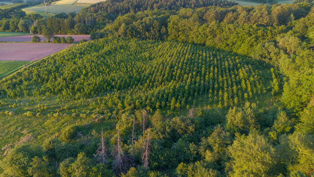 Aerial view of young forest plantation and rural farmland in Germany at sunset