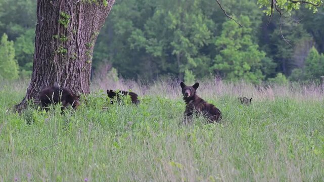 Black Bear Family in Tall Grass