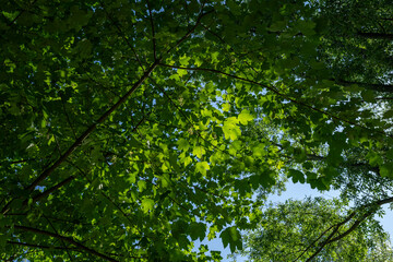 Fototapeta premium View of backlit green maple leaves.