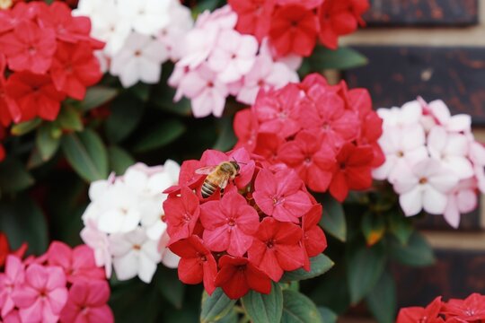 Striped bee lands on red pentas flower cluster. Pink and white blossoms grow nearby with green leaves. Insect collects nectar in garden setting.