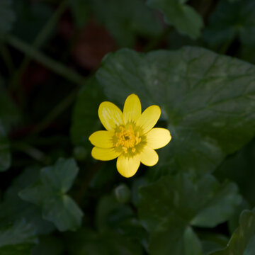 Bright yellow lesser celandine flower in bloom against a dark green natural background with shallow depth of field.