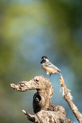 Fototapeta premium Coal tit (Periparus ater) photographed in Spain