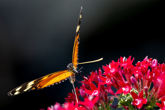 View of an orange and black butterfly perched on vibrant red flowers against a dark background in Hunawihr, Grand Est, France.