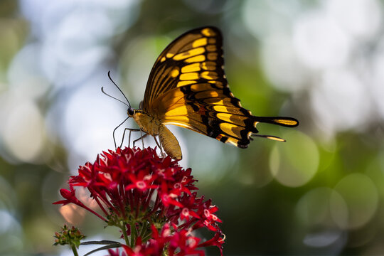 View of a yellow and black swallowtail butterfly perched on vibrant red flowers with a soft bokeh background of lush green foliage in Hunawihr, Grand Est, France.