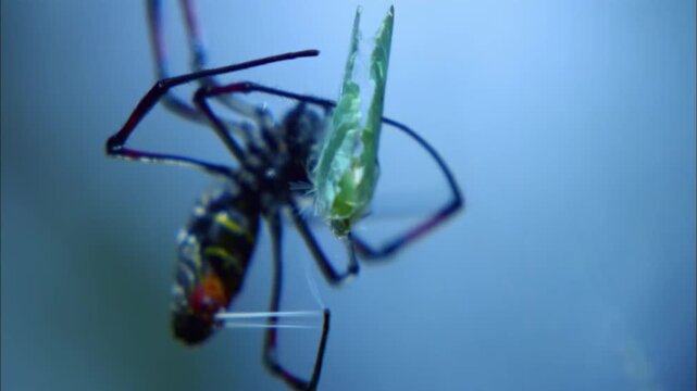 Macro Shot of Golden Orb Weaver Spider Striking and Wrapping Caught Prey in Silk Web