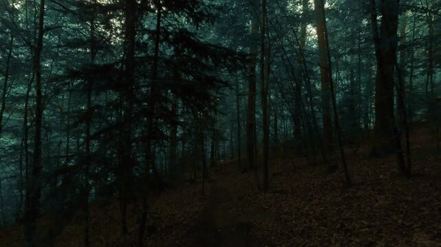 Hiking through a forest of deciduous trees, on a small path, dark and moody