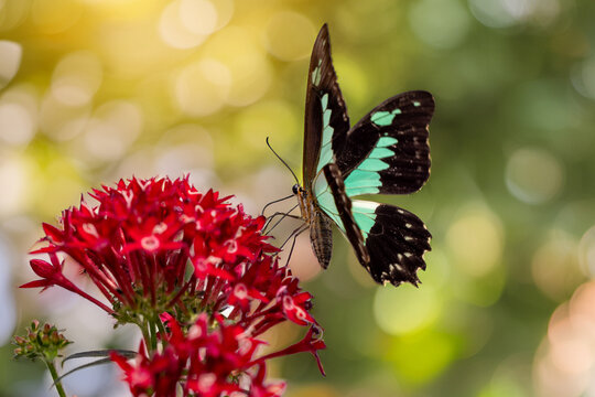 View of a turquoise and black butterfly perched on vibrant red flowers with a soft bokeh background in Hunawihr, Grand Est, France.