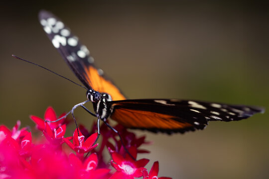 View of a tropical butterfly with orange and black wings resting on bright pink flowers in a lush garden Hunawihr, Grand Est, France.