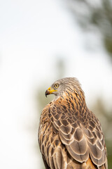 Obraz premium Red kite (Milvus milvus) photographed in Spain