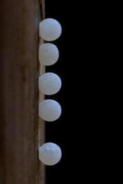 View of five white spherical insect eggs with a ribbed texture arranged in a vertical row on a wooden post against a dark background in Hunawihr, Grand Est, France.