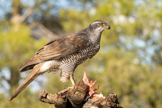 Common goshawk (Accipiter gentilis) photographed in Spain