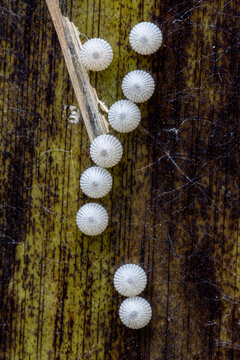 View of small white ribbed insect eggs attached to a dark textured leaf in Hunawihr, Grand Est, France.
