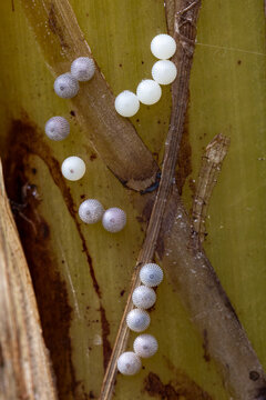 View of small ribbed insect eggs in shades of white and grey attached to a green leaf Hunawihr, Grand Est, France.