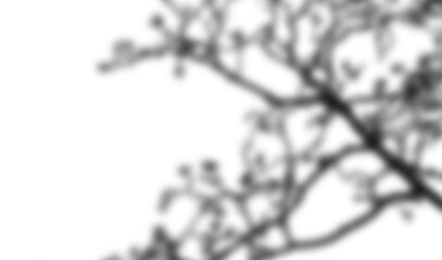 Fototapeta premium Organic black shadow form with layered edge on white bright clean background