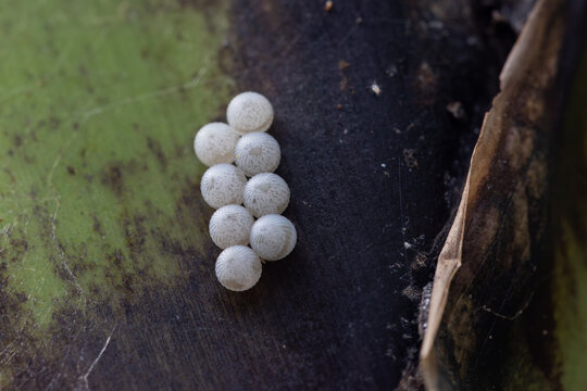 View of a cluster of small white insect eggs on a dark leaf surface in Hunawihr, Grand Est, France.