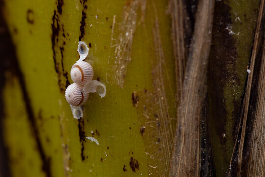 View of small white ribbed insect eggs attached to a green plant stem with macro details Hunawihr, Grand Est, France.