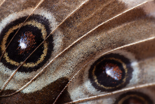 View of the intricate macro details and eyespot patterns on a butterfly wing in Hunawihr, Grand Est, France.