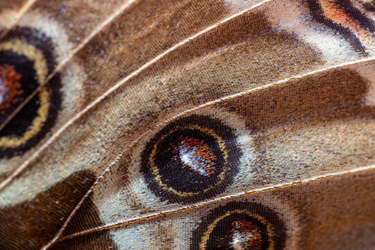 View of the intricate macro detail of a butterfly wing featuring prominent eyespots and textured scales in Hunawihr, Grand Est, France.