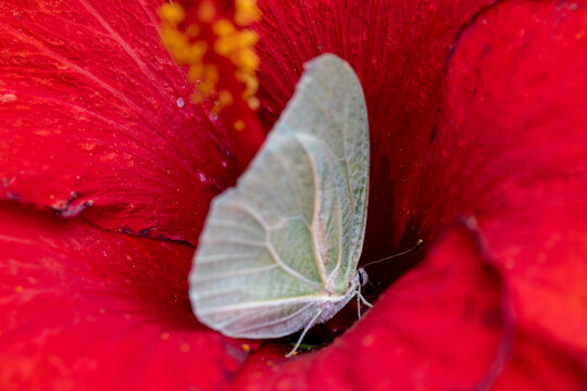 View of a pale green butterfly resting inside the petals of a vibrant red hibiscus flower in Hunawihr, Grand Est, France.