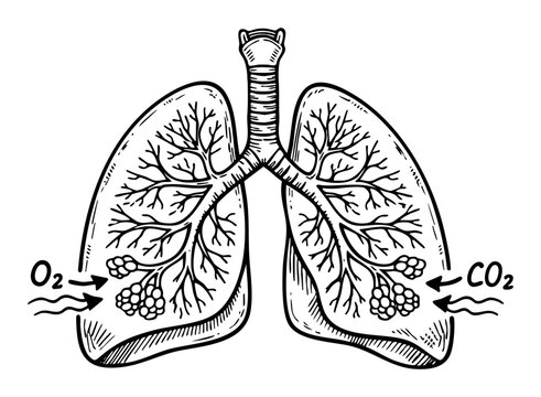Human lung anatomy illustrating the process of respiration, gas exchange, O2 intake, and CO2 expulsion in alveoli