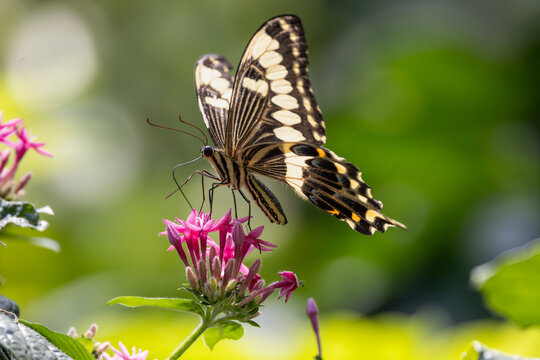 View of a swallowtail butterfly with yellow and black wings perched on pink flowers against a lush green background Hunawihr, Grand Est, France.