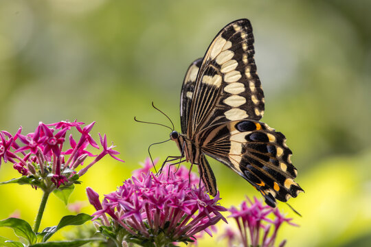 View of a swallowtail butterfly resting on vibrant pink flowers with a soft green background in Hunawihr, Grand Est, France.