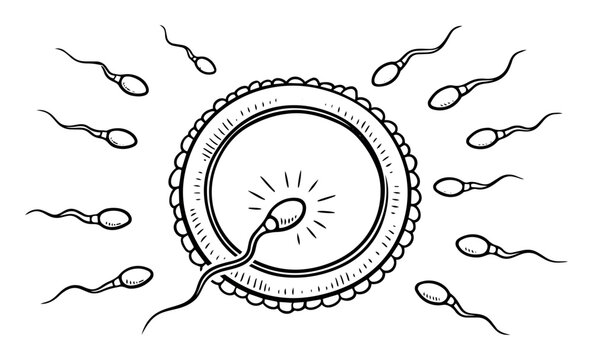 Sperm cells surrounding a human egg cell, with one successfully fertilizing it, depicting the moment of conception, life, and new beginnings