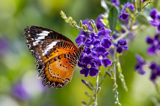 View of a leopard lacewing butterfly with orange and black wings resting on vibrant purple flowers in a garden Hunawihr, Grand Est, France.