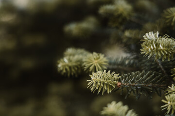Close-up of green pine tree branches with fresh needles on a blurry dark background © Jakub