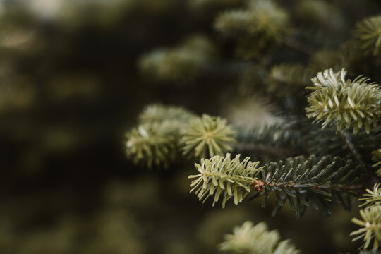 Close-up of green pine tree branches with fresh needles on a blurry dark background