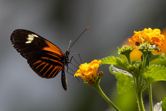 View of a vibrant orange and black butterfly perched on a yellow flower with green leaves in Hunawihr, Grand Est, France.