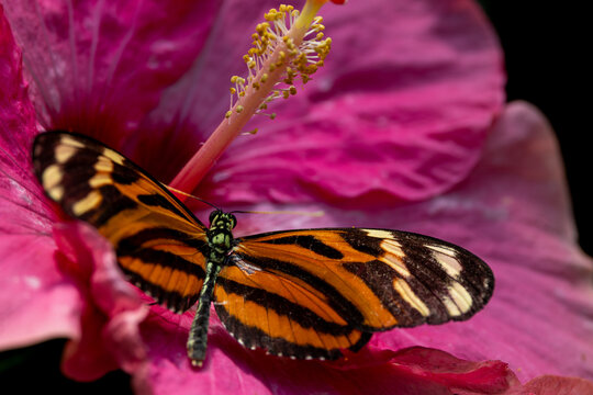 View of a tiger-striped butterfly resting on a vibrant pink hibiscus flower with detailed wing patterns and a yellow stamen in a macro shot Hunawihr, Grand Est, France.