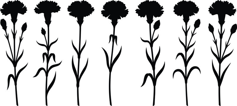 Set of black silhouettes of carnation flowers in various blooming stages isolated on a white background