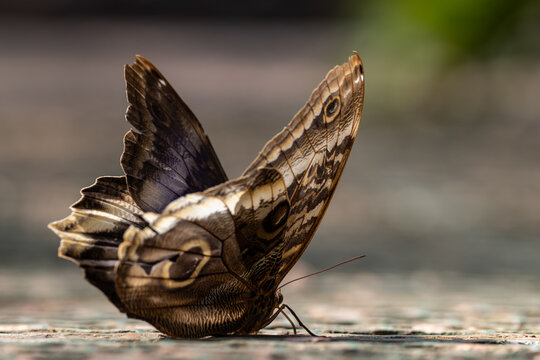 View of a brown owl butterfly with distinctive eye-spots resting on a textured surface Hunawihr, Grand Est, France.