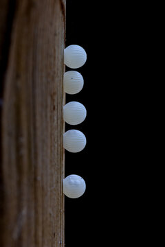 View of five white ribbed insect eggs attached to a weathered wooden surface against a dark background in Hunawihr, Grand Est, France.