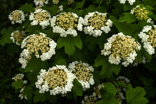 White Viburnum opulus flowers grow in clusters on green leaves in a garden during the spring months. This scene captures nature's beauty with blooming plants all around