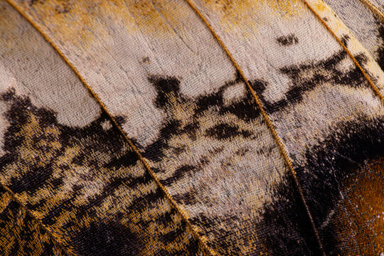 View of the intricate macro patterns and textured scales on a butterfly wing with black and orange markings in Hunawihr, Grand Est, France.